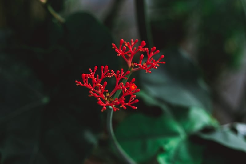 Tropical Garden